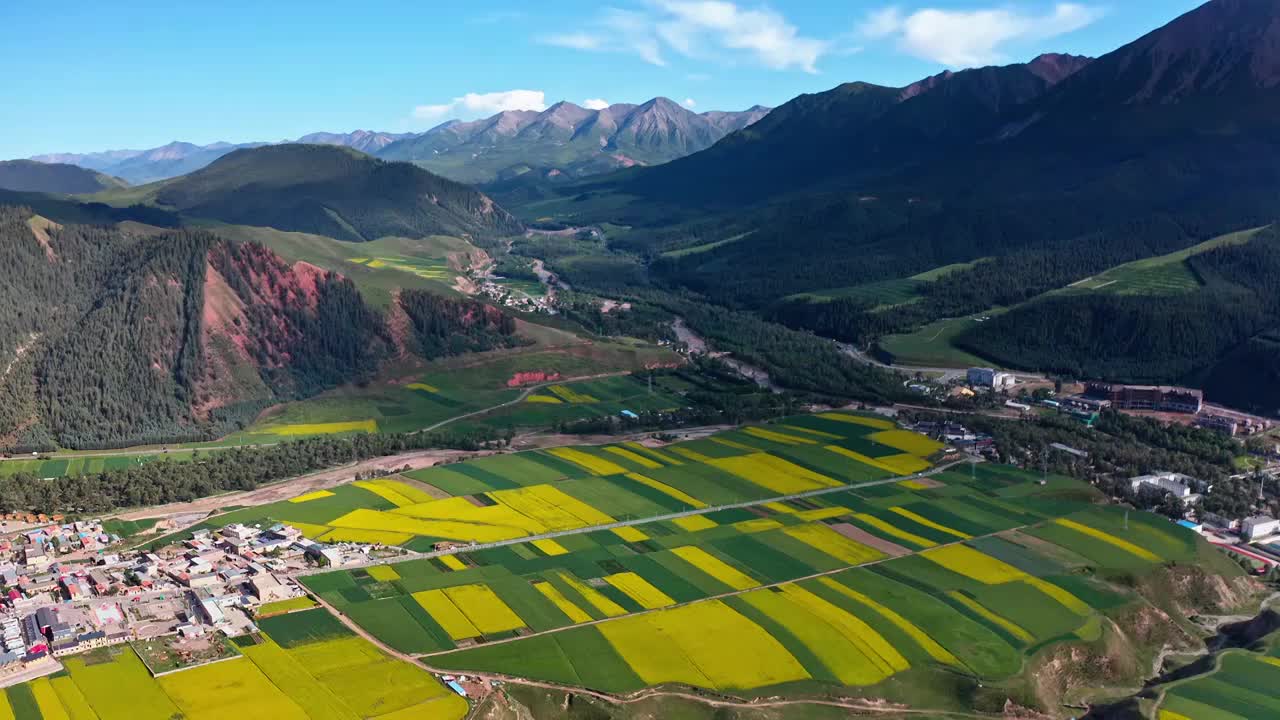 祁连卓尔山，祁连山的油菜花，夏天的祁连山，油菜花海视频素材