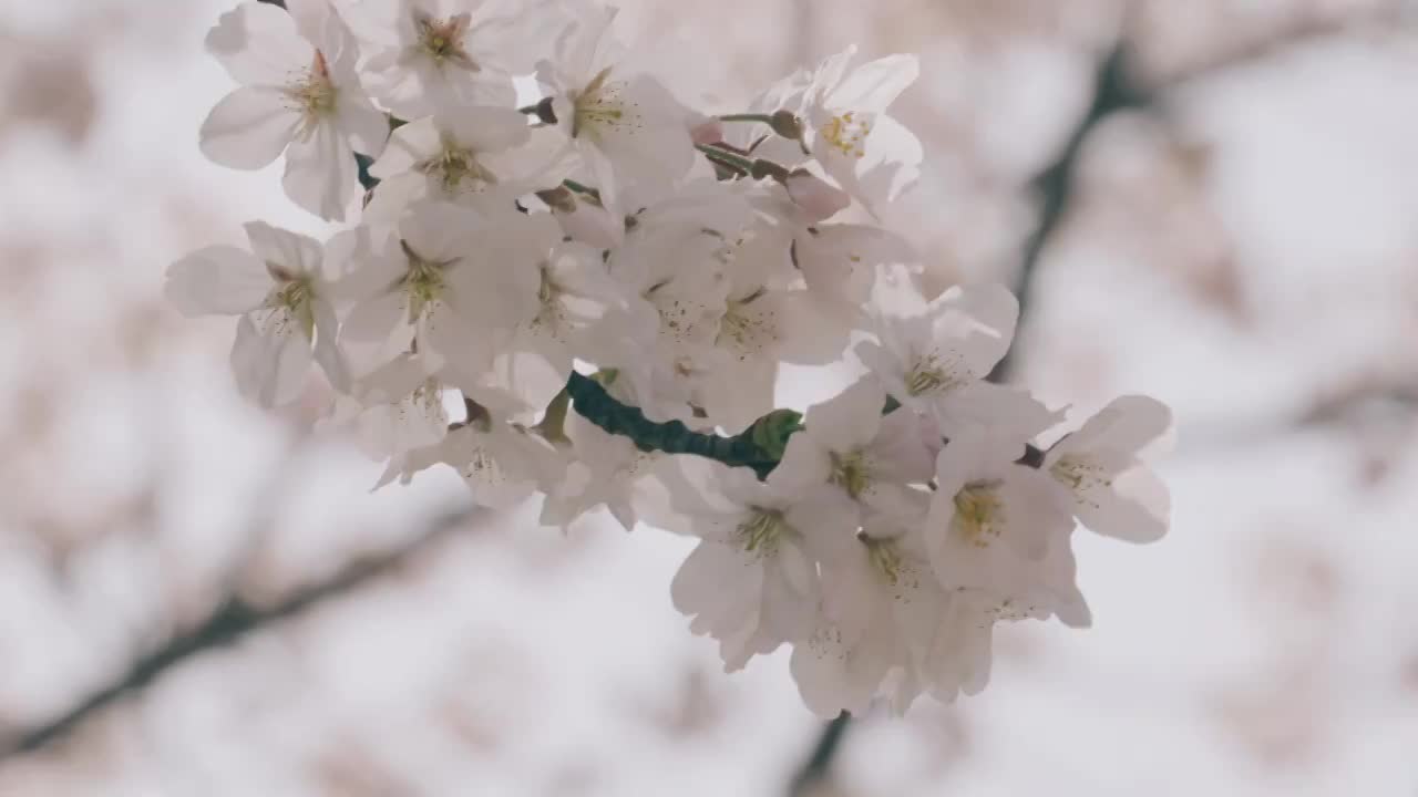 阳光下随风摆动的樱花视频素材