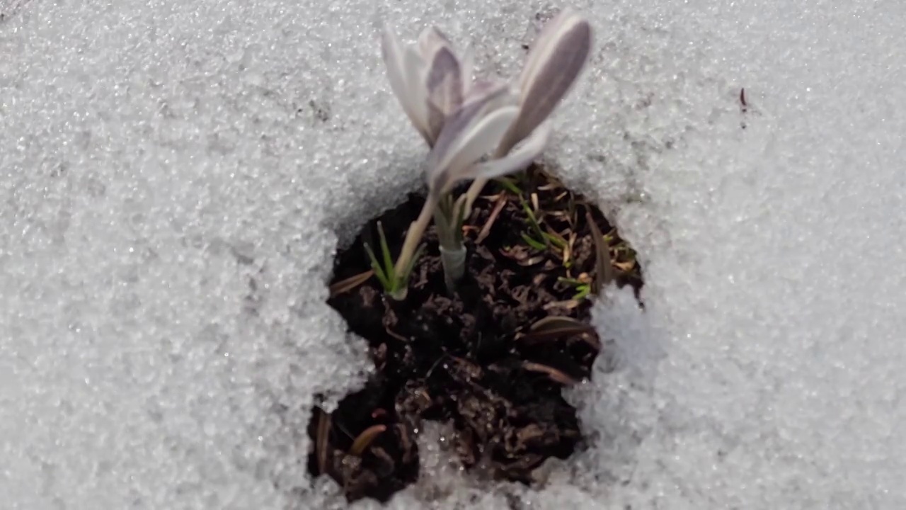 雪融化的古城，雪中的野百合视频素材