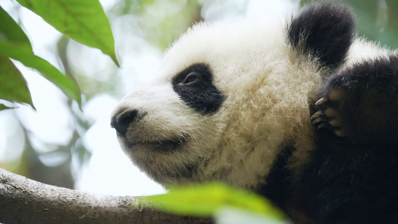 幼年熊猫视频下载