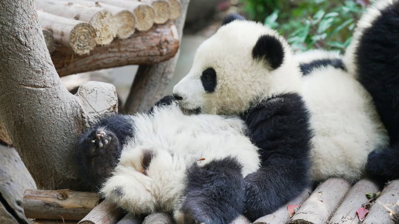 幼年熊猫视频下载