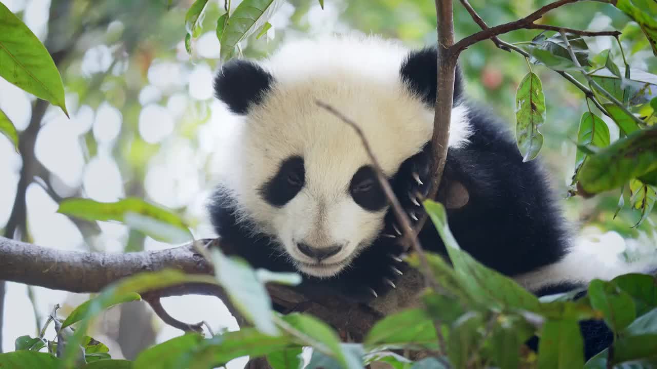 幼年熊猫视频下载