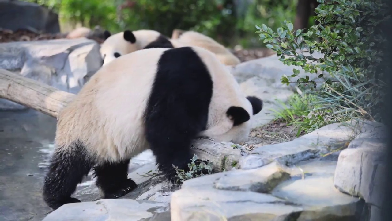 熊猫合集视频素材