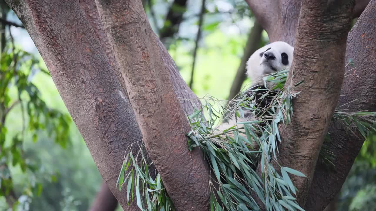 熊猫合集视频素材