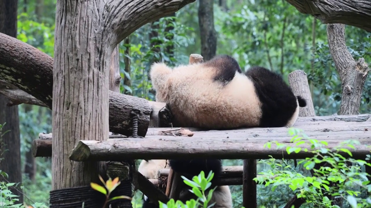 熊猫合集视频素材