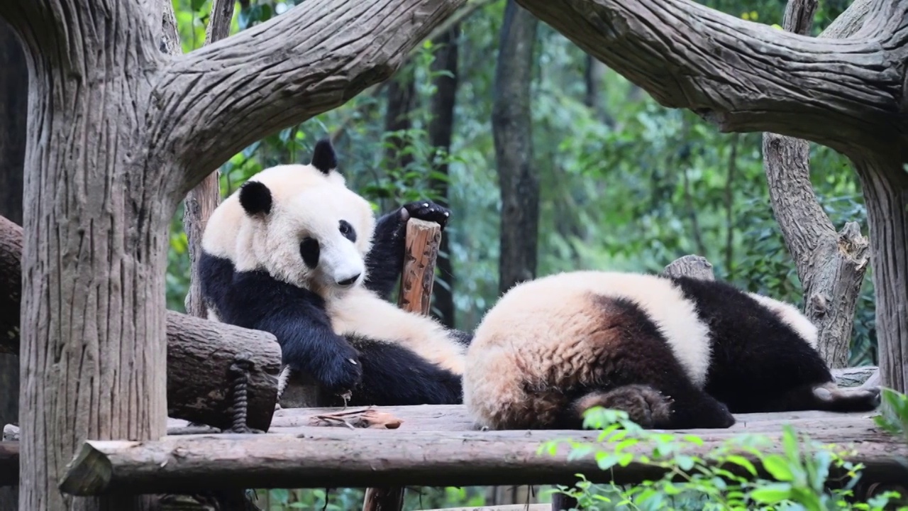 熊猫合集视频素材