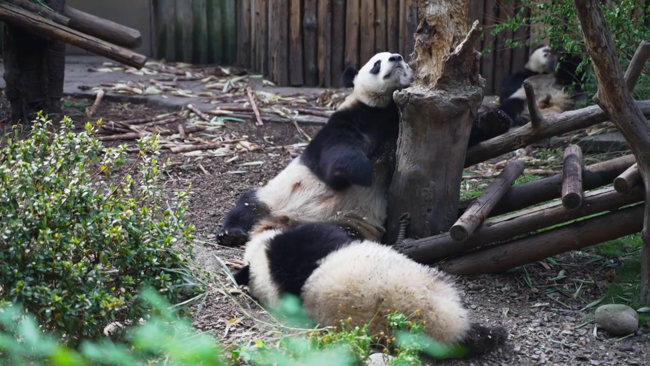 熊猫合集视频下载