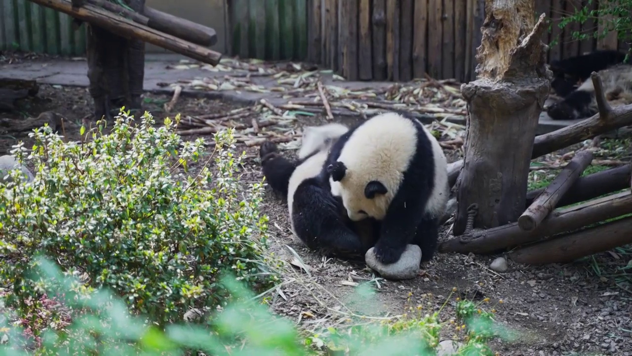 熊猫合集视频下载