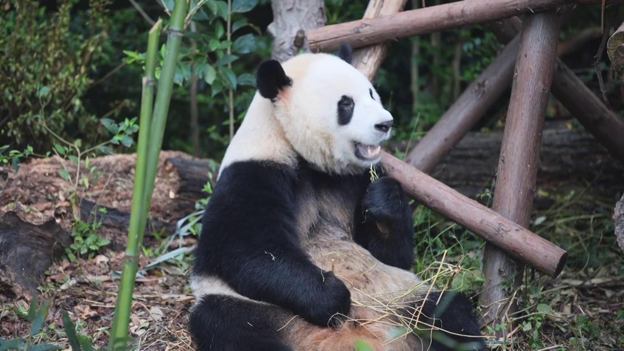 熊猫合集视频下载