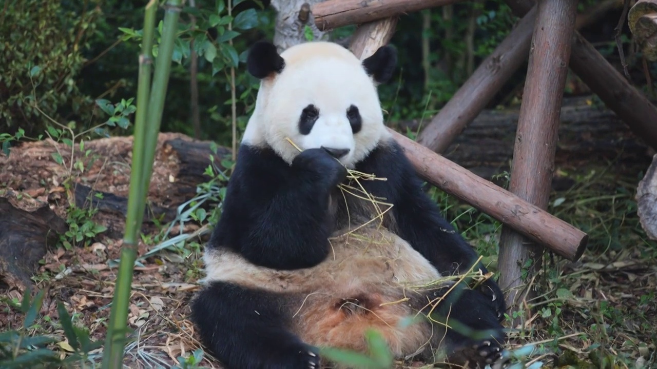 熊猫合集视频下载