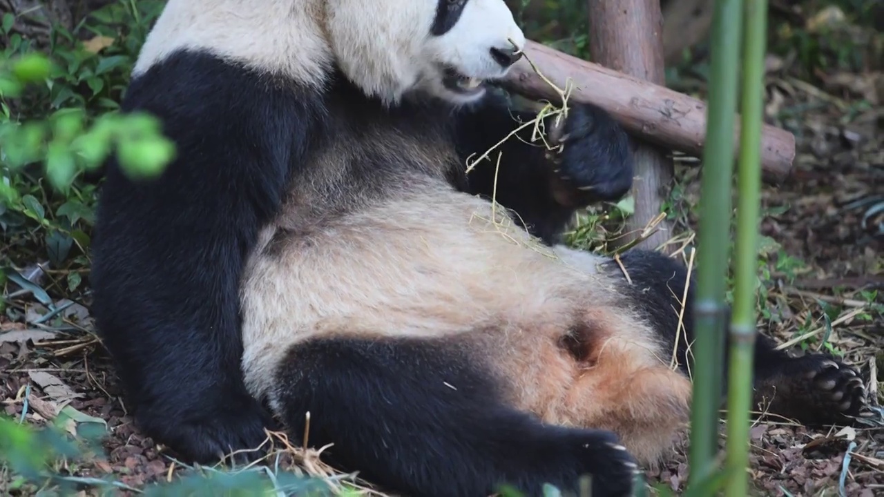 熊猫合集视频下载