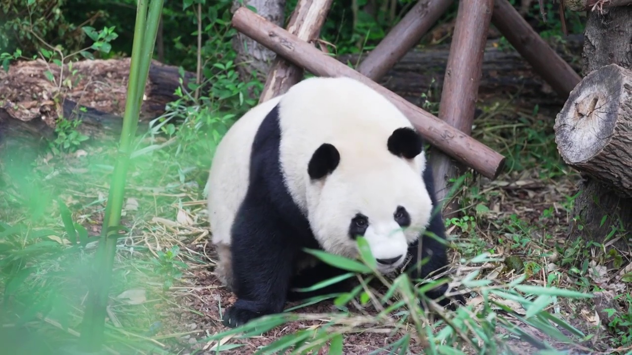 熊猫合集视频下载