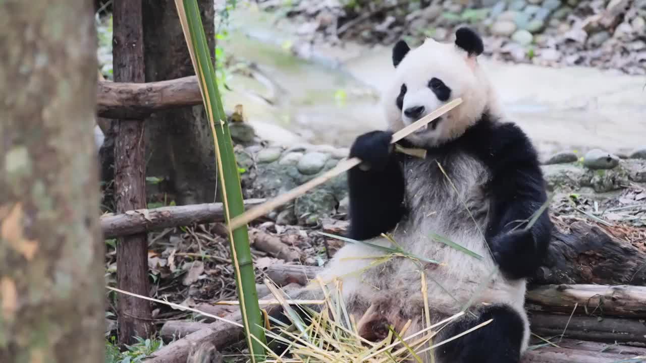 熊猫合集视频下载