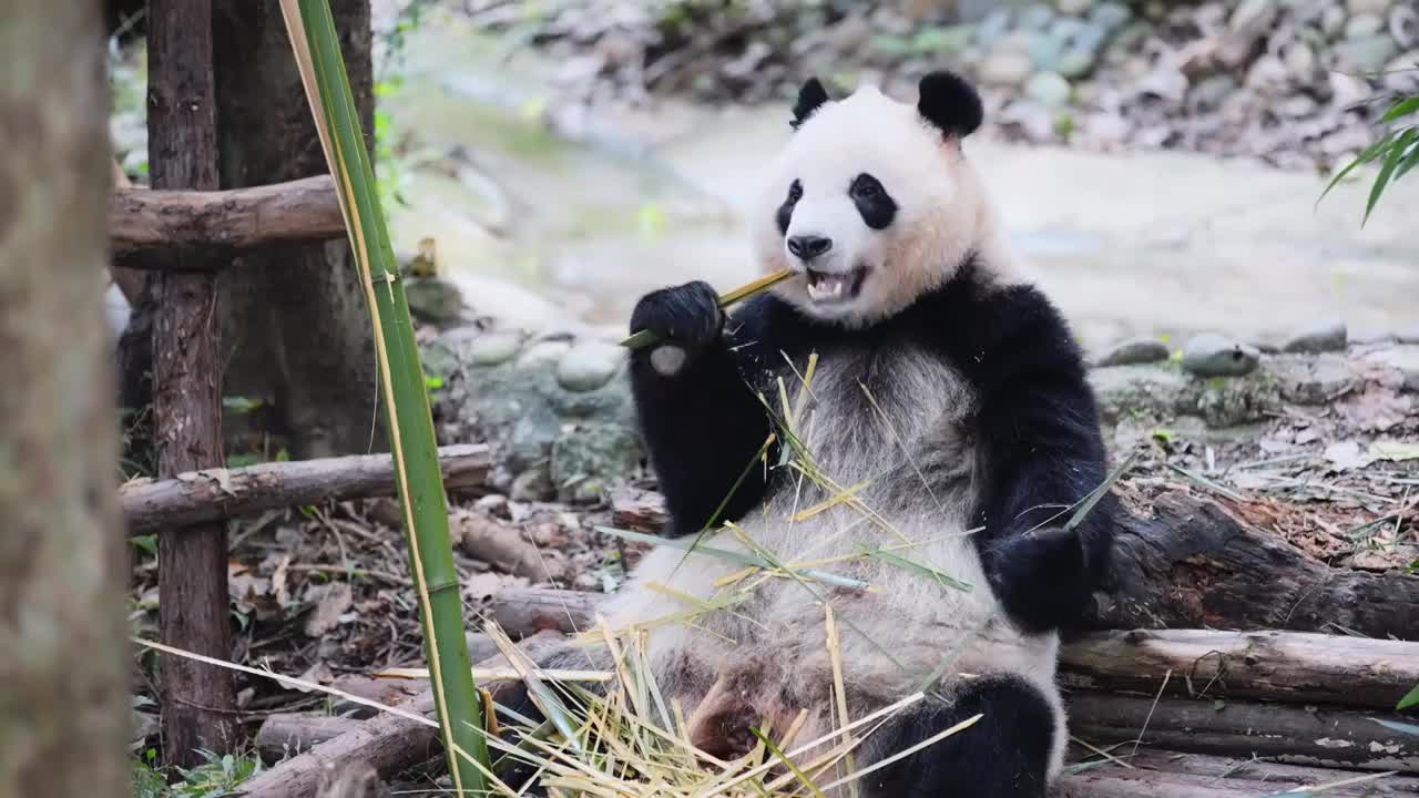 熊猫合集视频下载