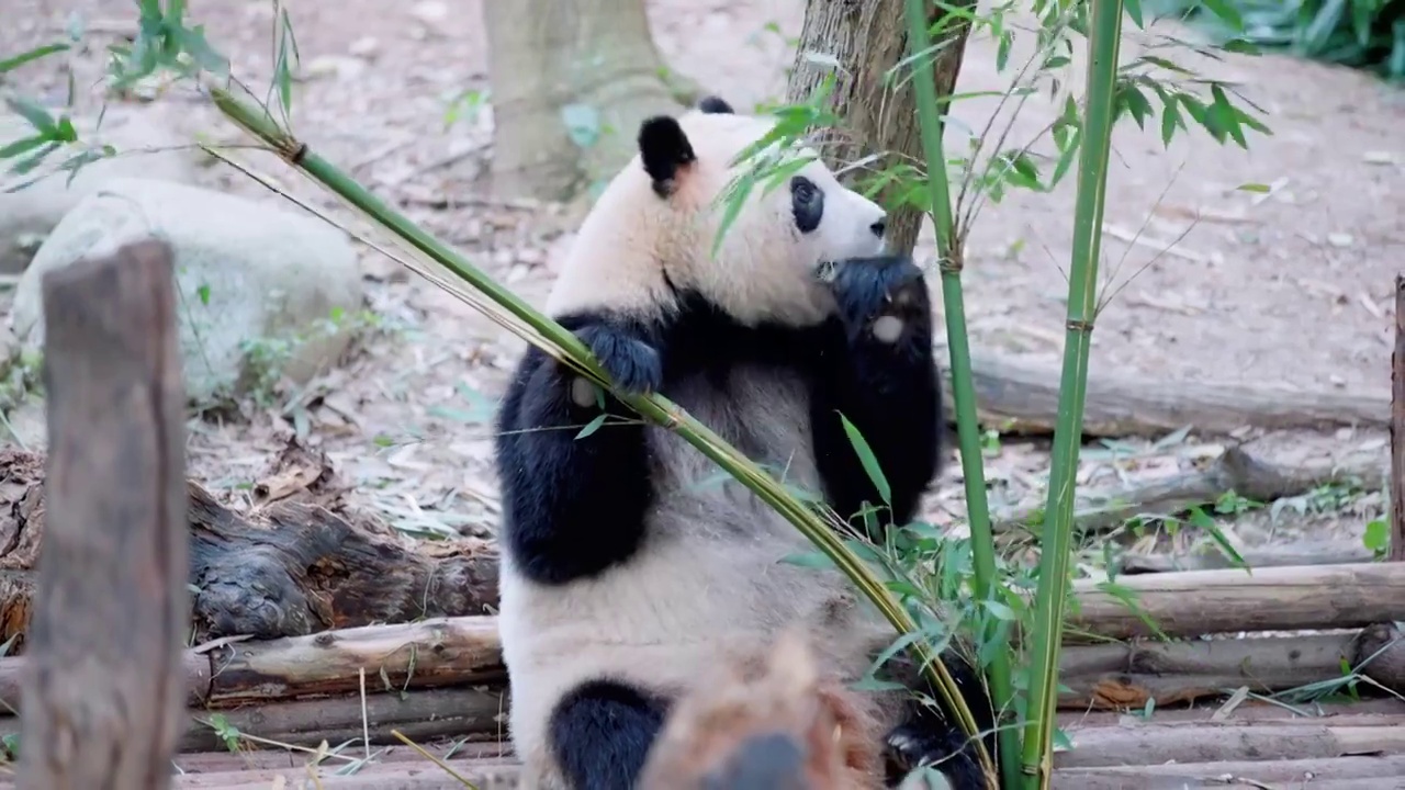 熊猫合集视频下载