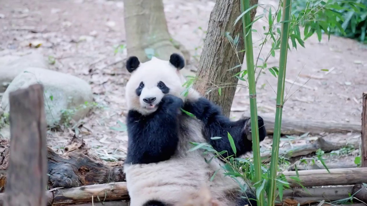 熊猫合集视频下载