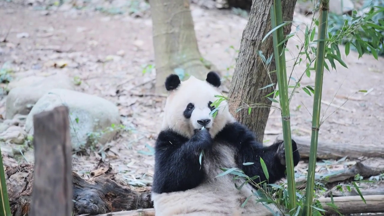 熊猫合集视频下载