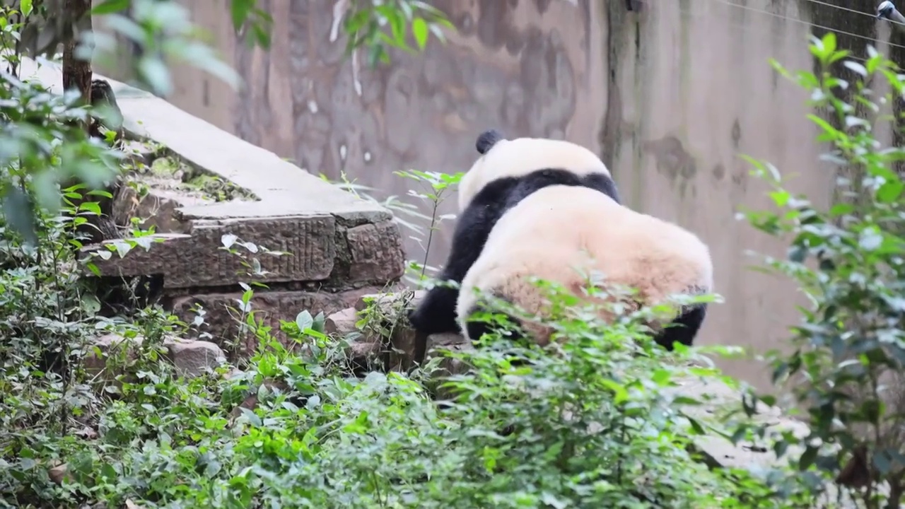 熊猫合集视频下载