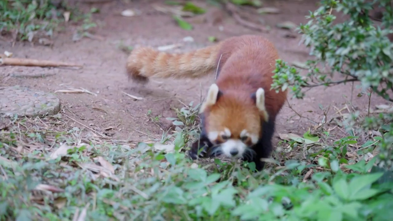 小熊猫视频素材