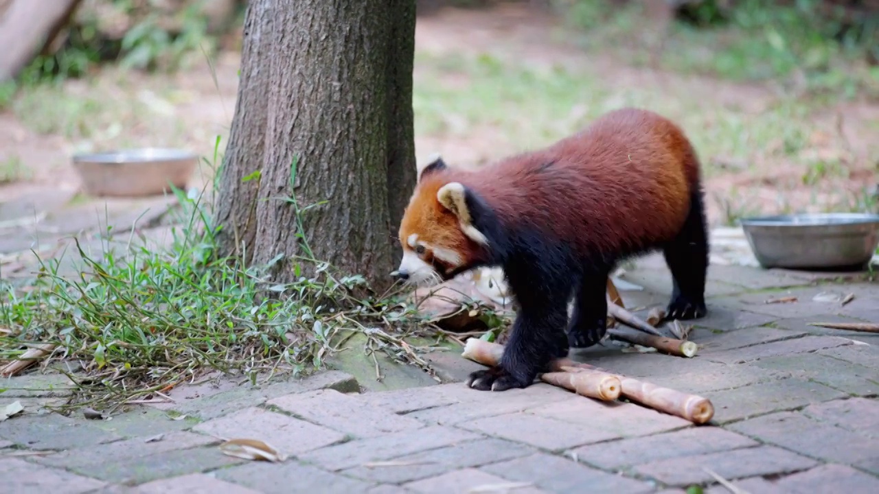 小熊猫视频下载