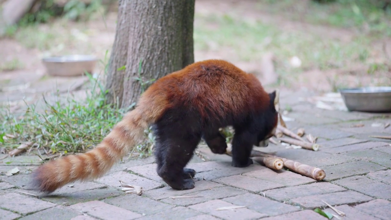 小熊猫视频素材