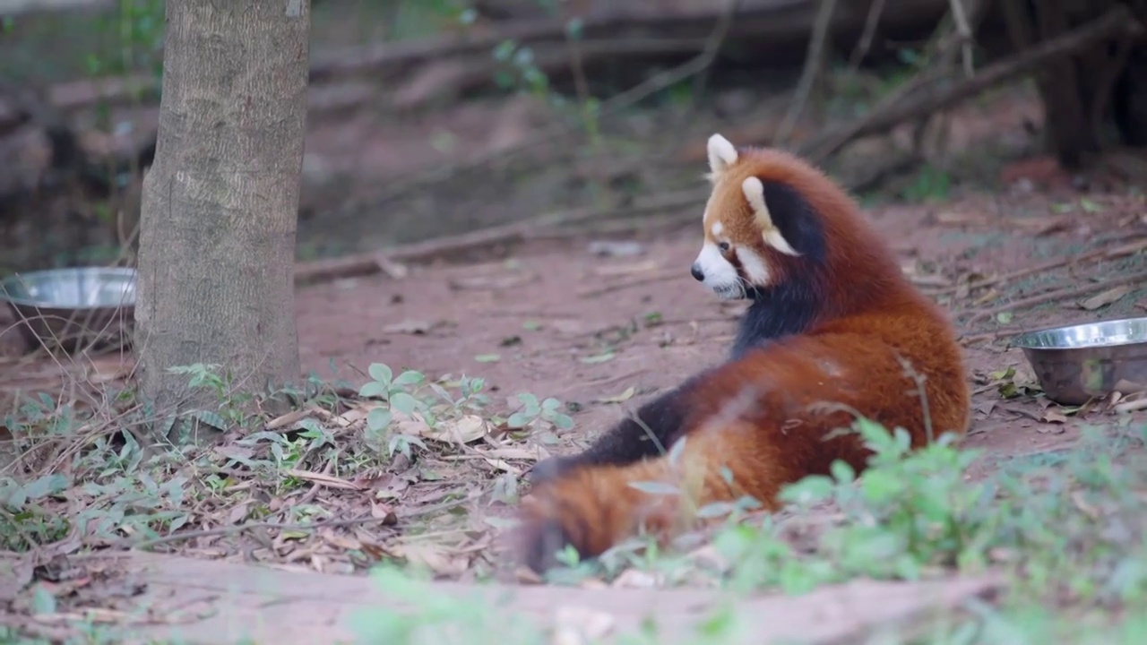 小熊猫视频下载