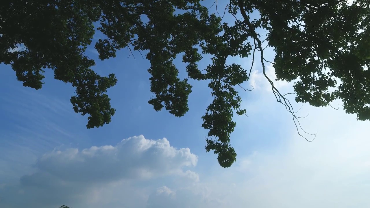 蓝天白云下的香樟树枝视频素材