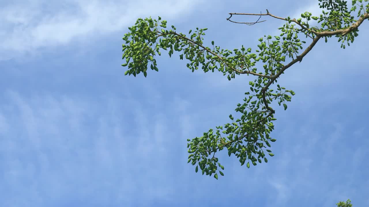 蓝天下的初秋树枝视频素材