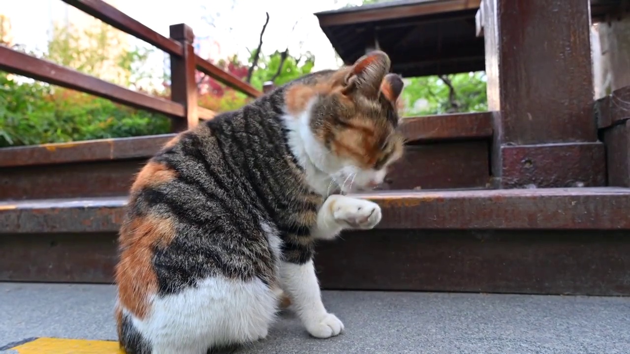 公园里一只正在舔脚的三花猫视频下载