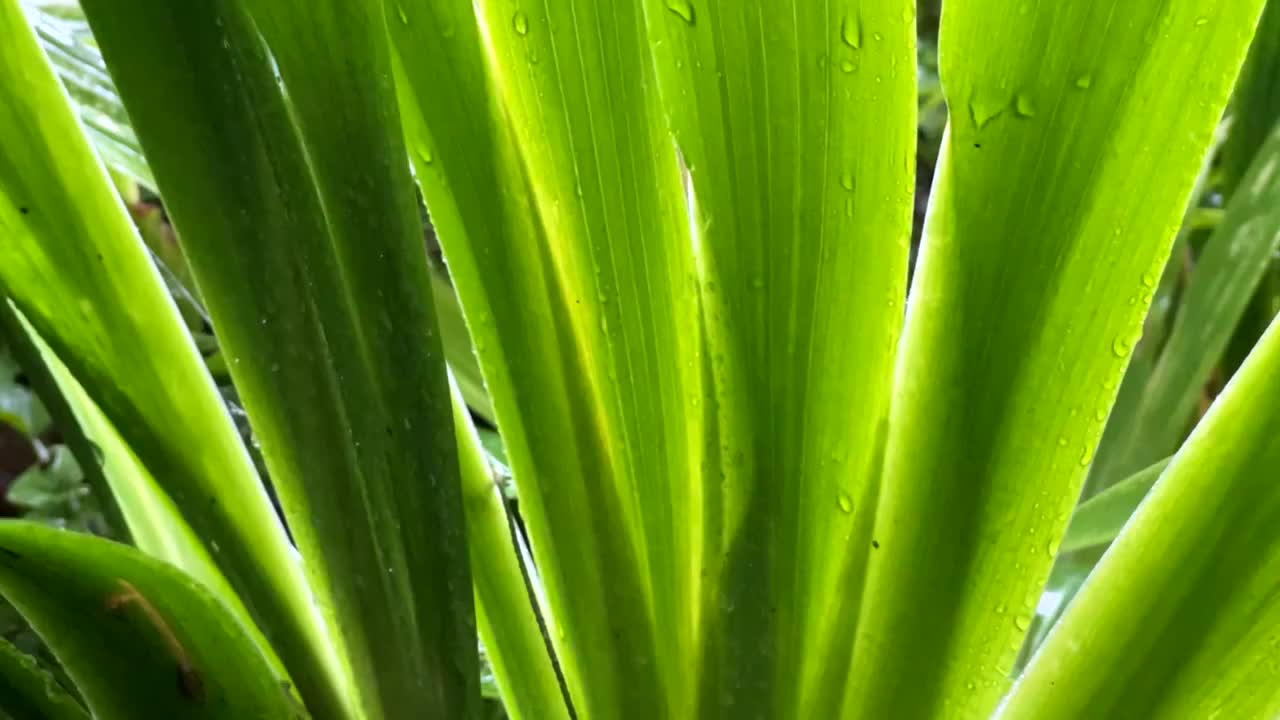 雨中的绿叶视频素材