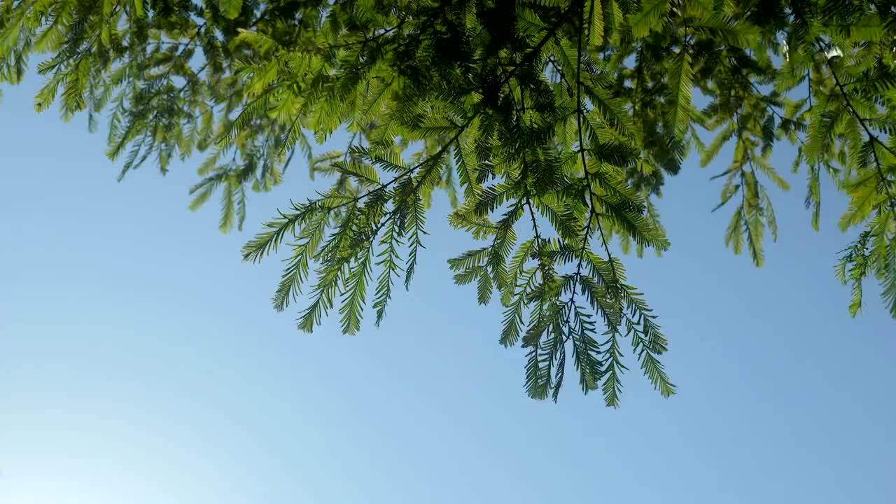 天空下开始微微泛黄的树叶，风里已经有了秋的味道视频素材