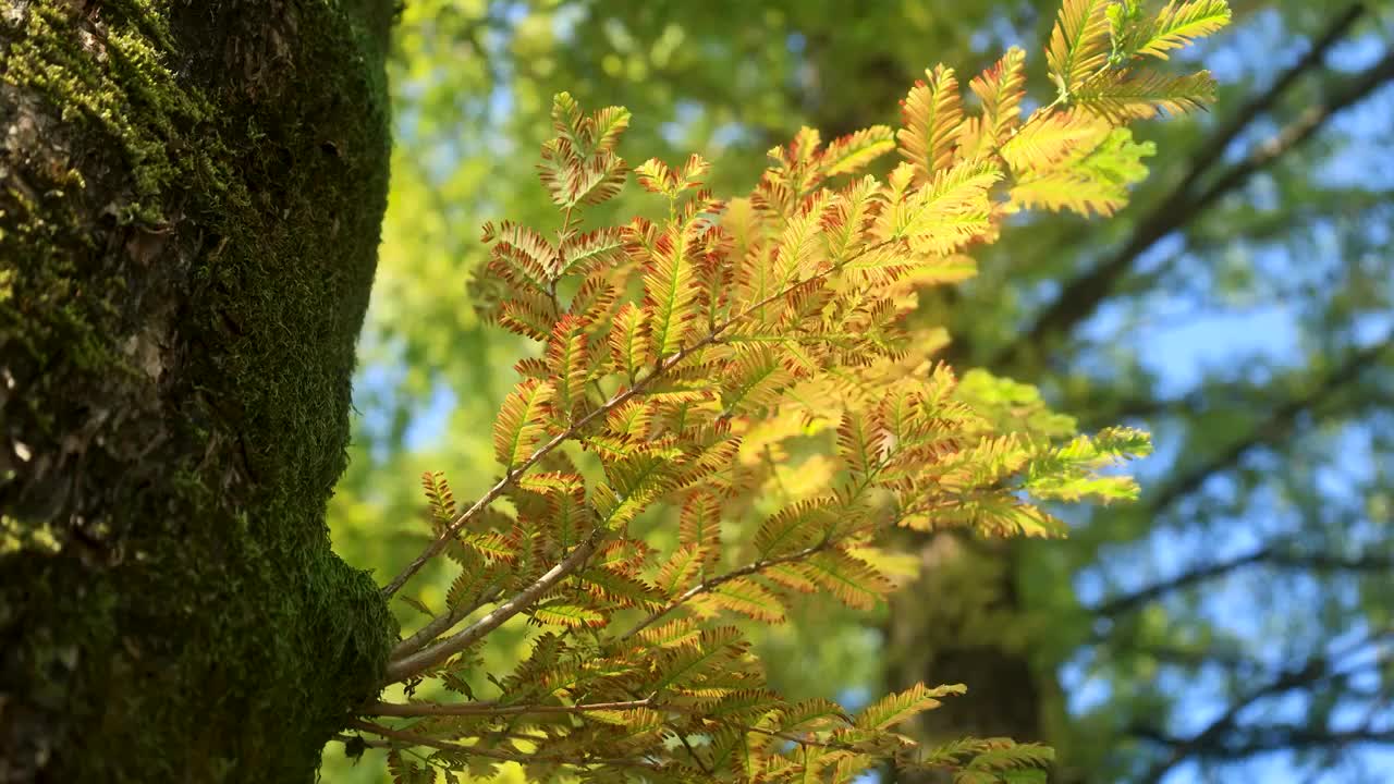 泛黄的树叶预示着秋天的来临视频素材