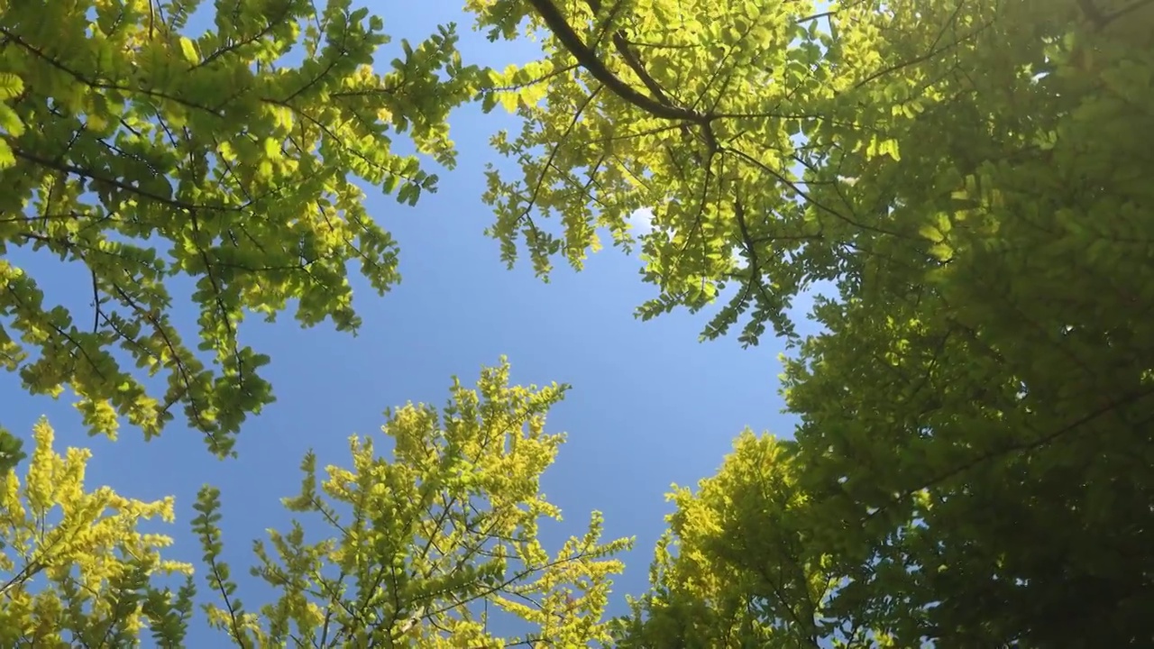 抬头仰望蓝天下黄色的树叶视频素材