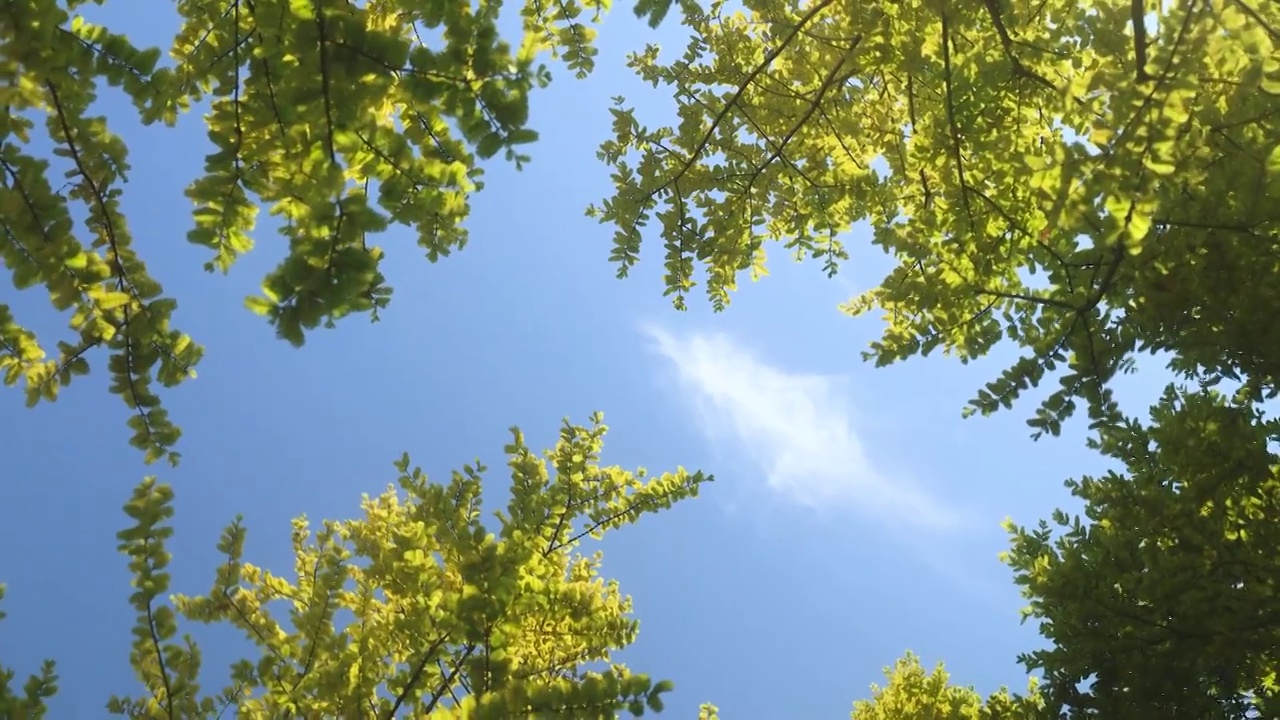 仰望天空黄色是树叶秋的味道视频素材