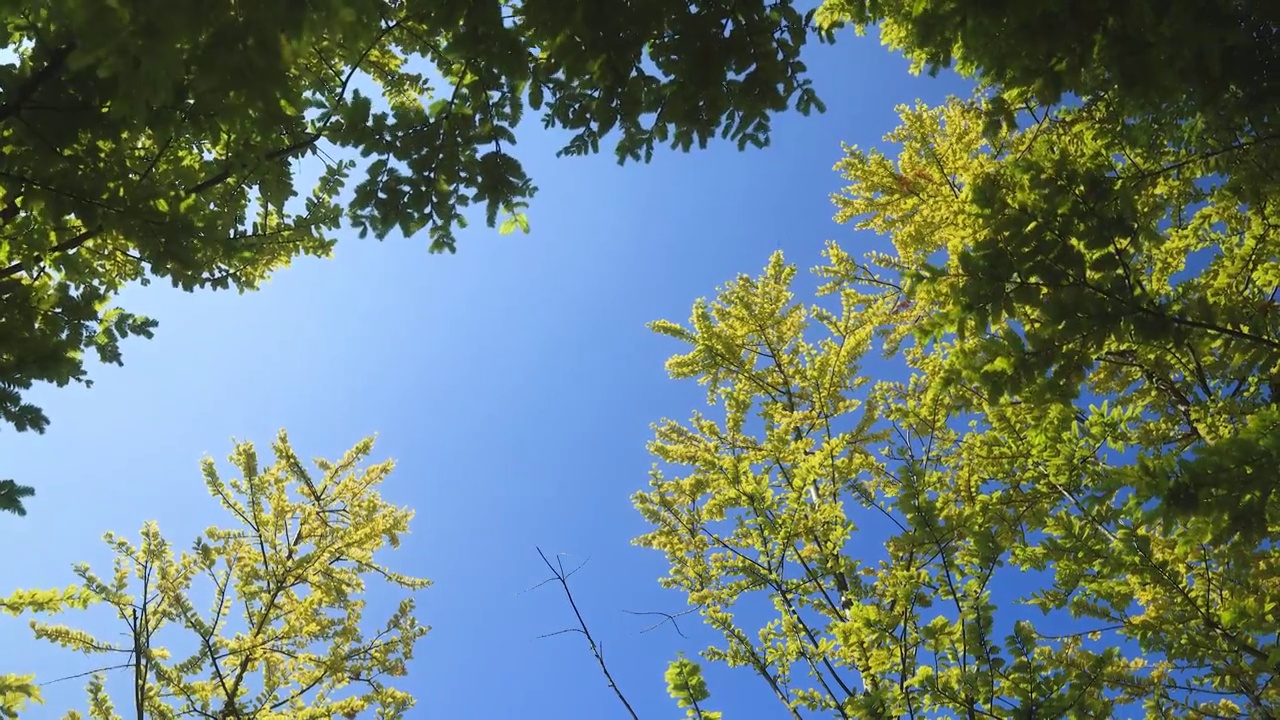 蓝天下黄色的树叶在风中摇曳带来秋天的味道视频素材