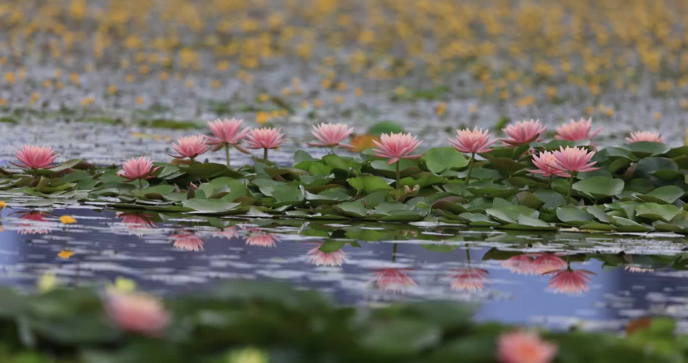 睡莲在水中的美丽倒影视频素材