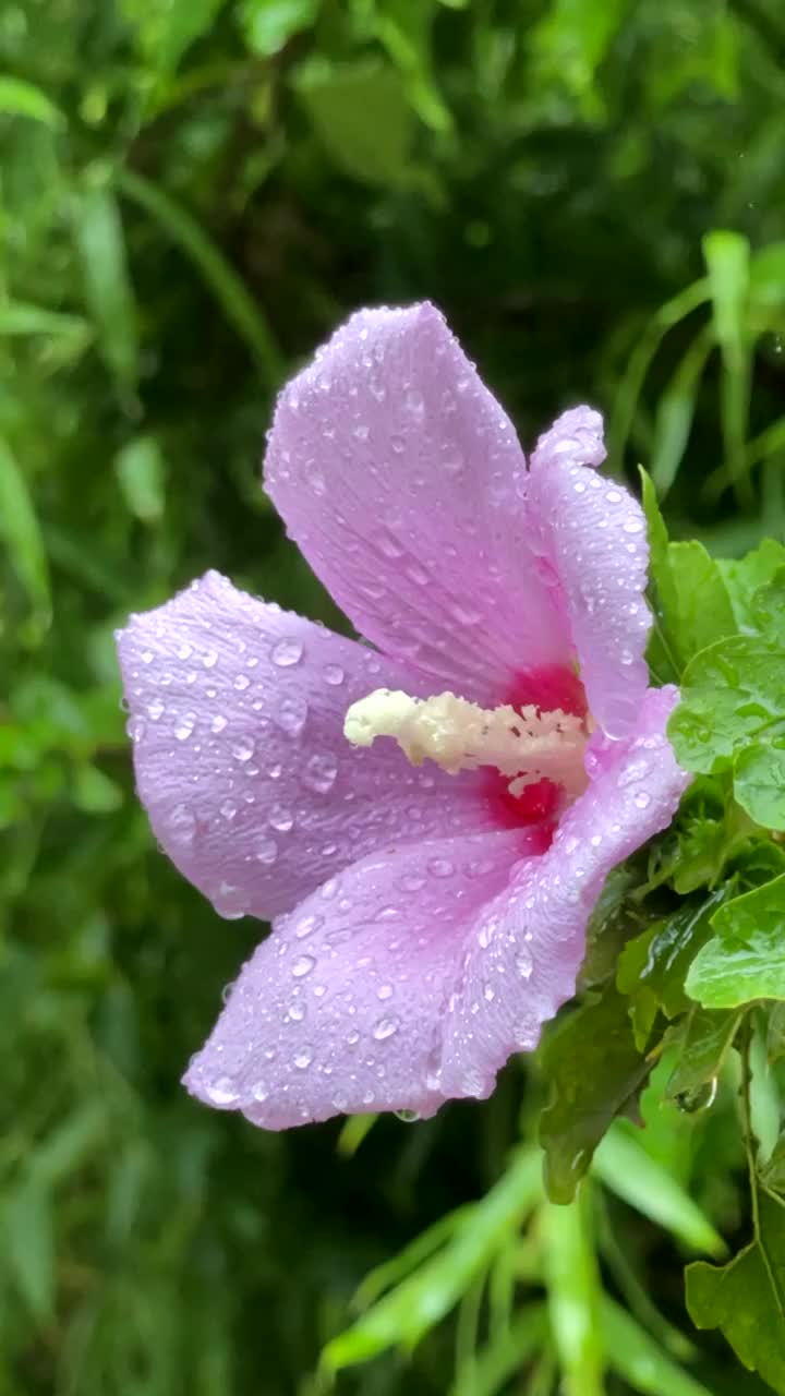 雨中的花儿视频素材