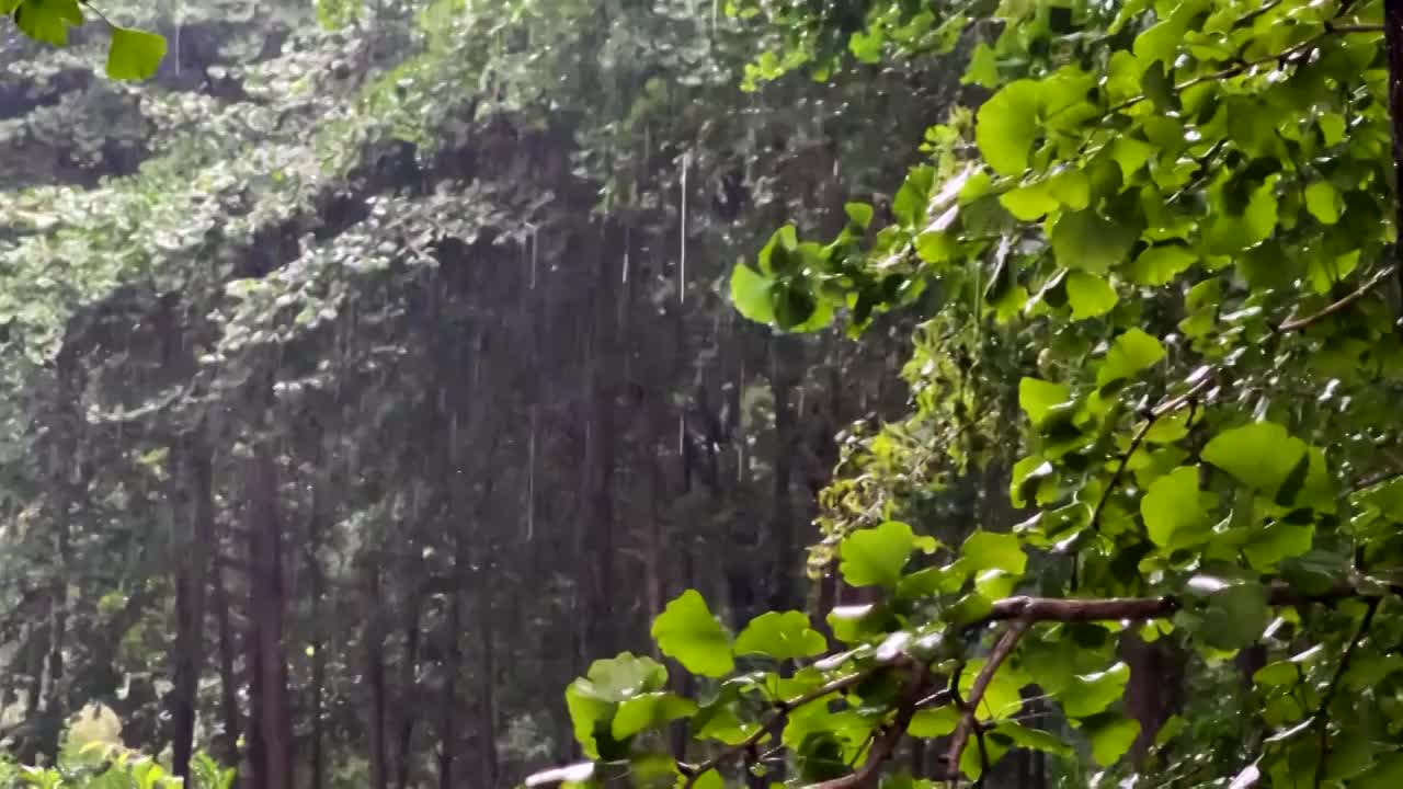 雨中的树林视频素材