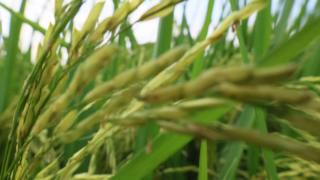 湖北襄阳水稻丰收粮食视频素材