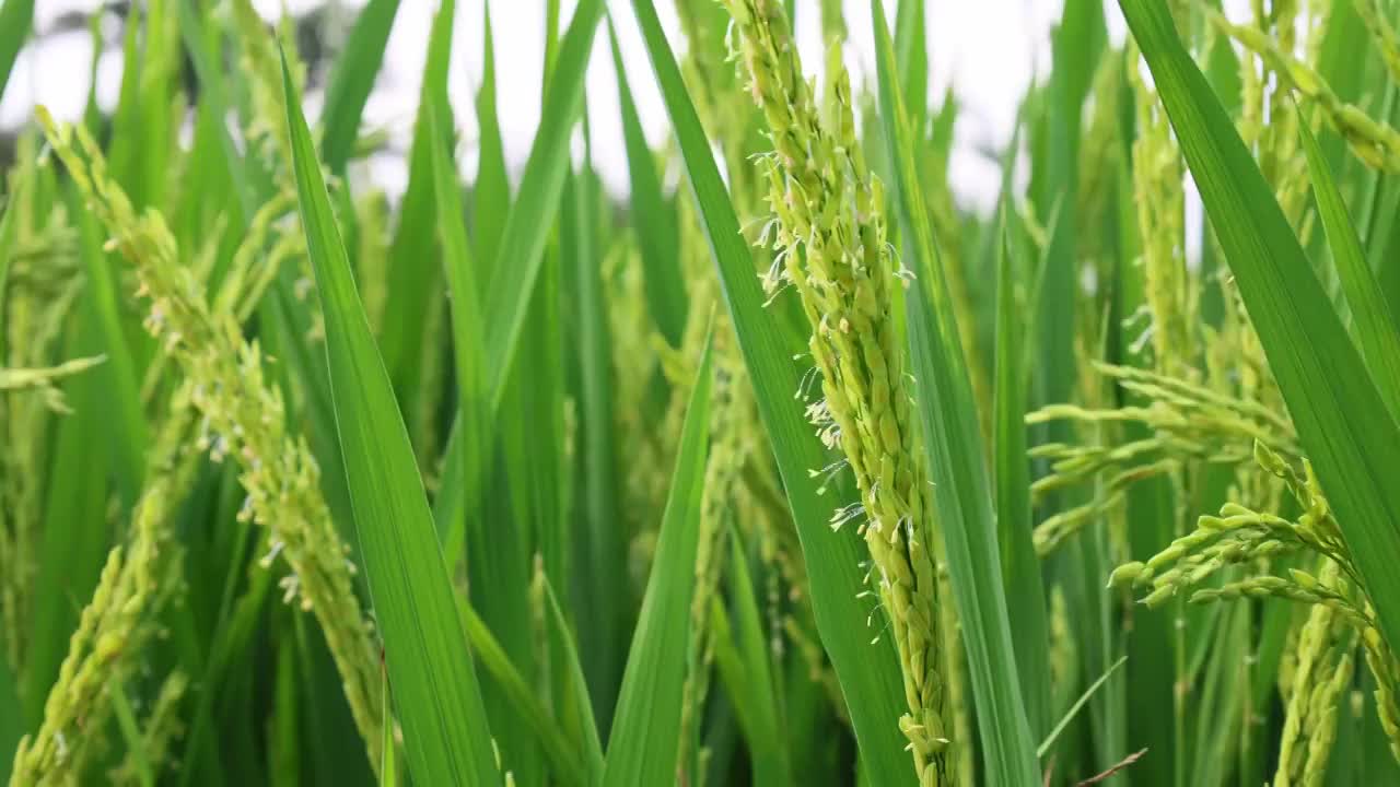 湖北襄阳水稻扬花抽穗特写视频素材