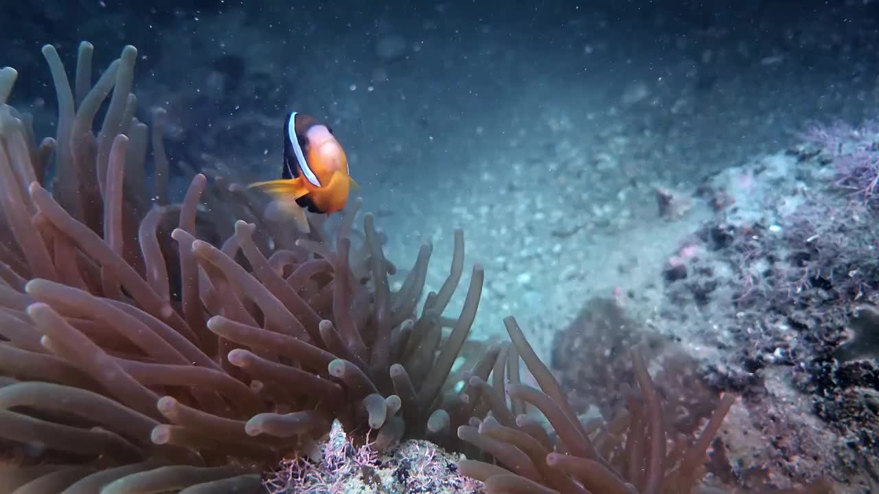 下摄影神奇神秘的海底世界小丑鱼nemo视频下载