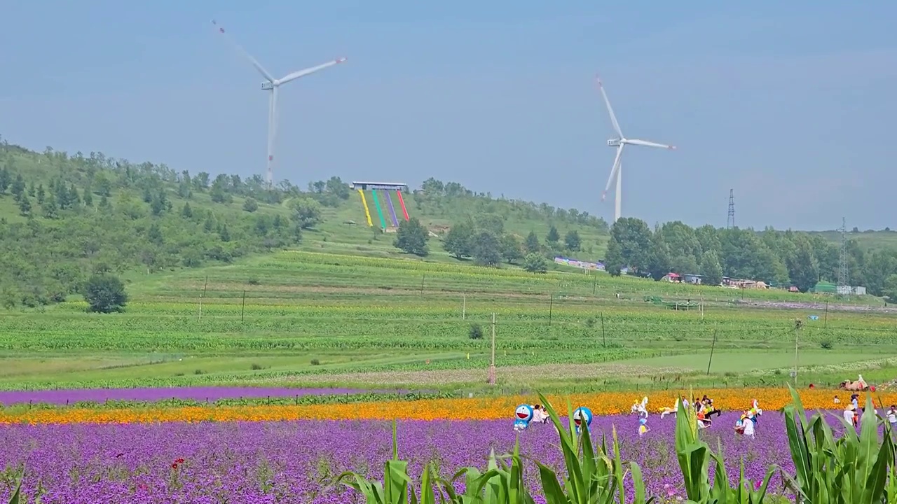 河北省张家口草原天路风力发电大风车旁种植的薰衣草等各种鲜花视频素材