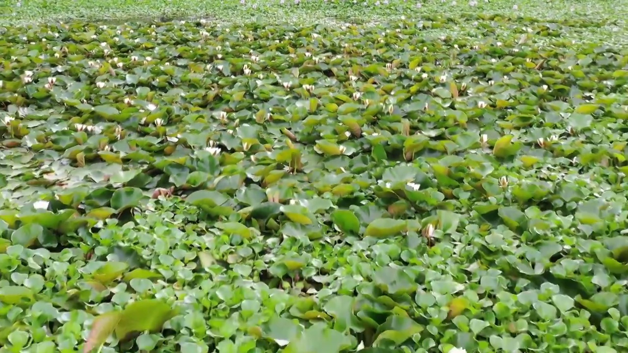 航拍夏日莲塘风光视频素材