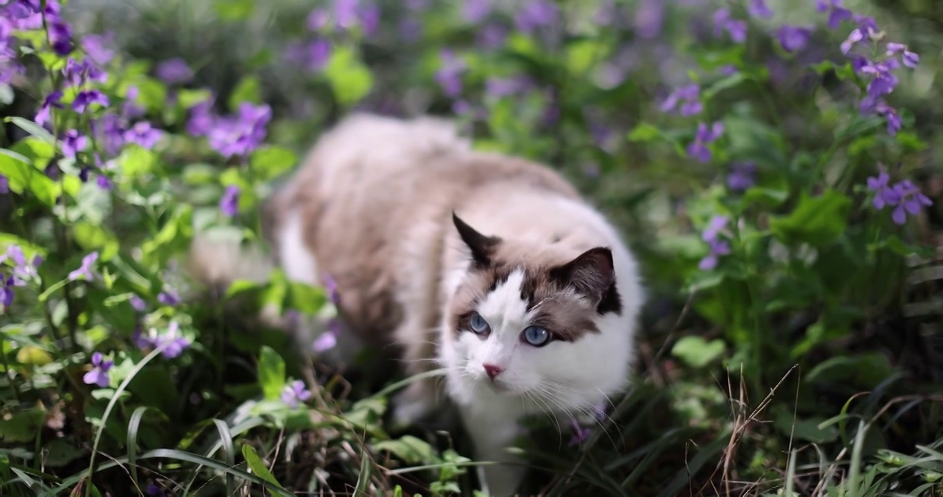 猫 布偶猫 踏春 二月兰视频下载