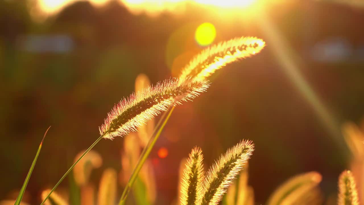 秋天夕阳下的狗尾草唯美空镜视频素材