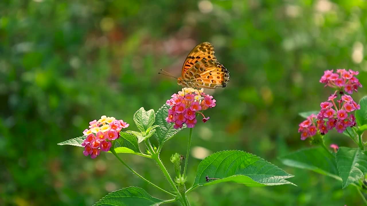 花枝上的蝴蝶在爬行觅食视频素材