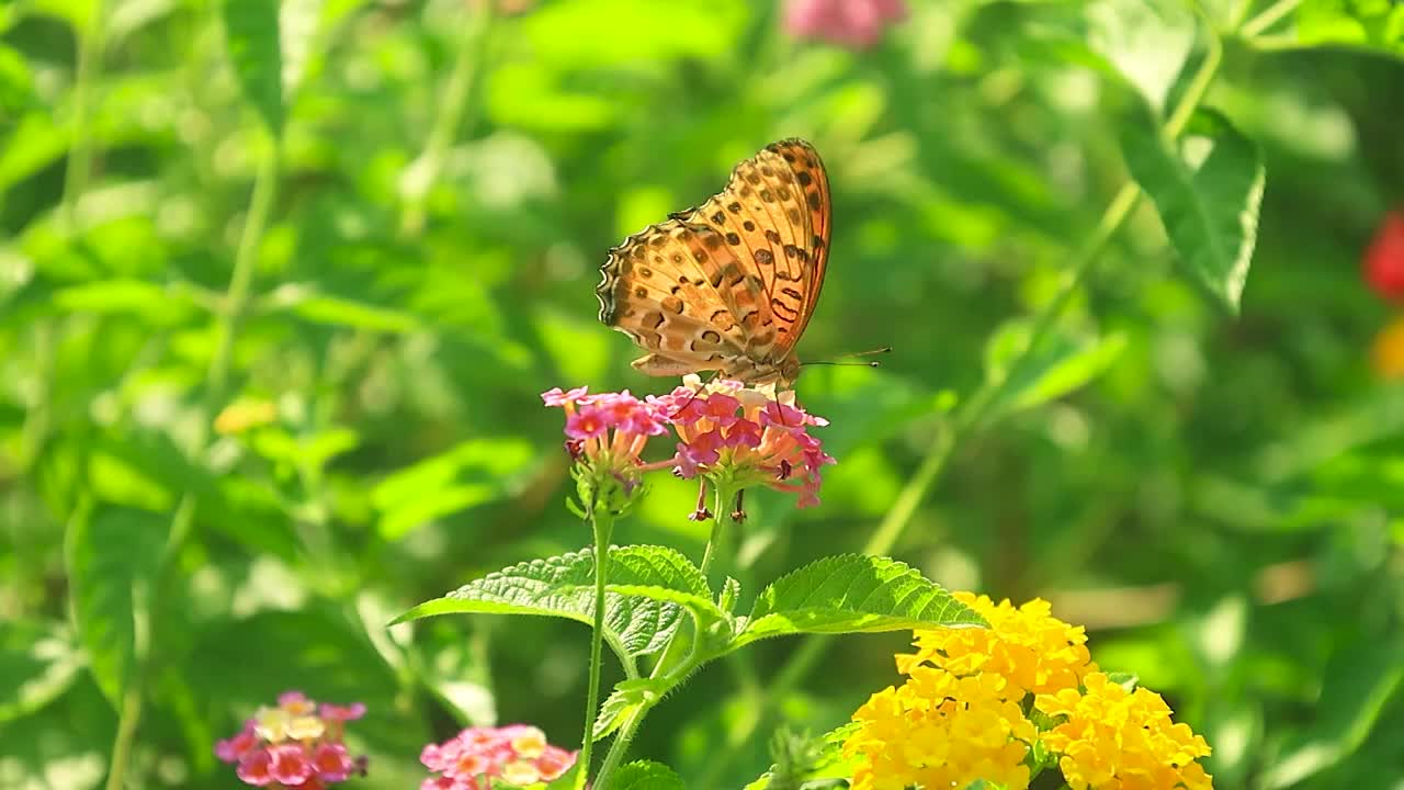 小花上蝴蝶在寻觅花蜜采集后飞走视频素材