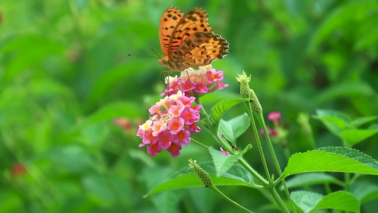 鲜艳花朵上的蝴蝶在觅食授粉视频素材