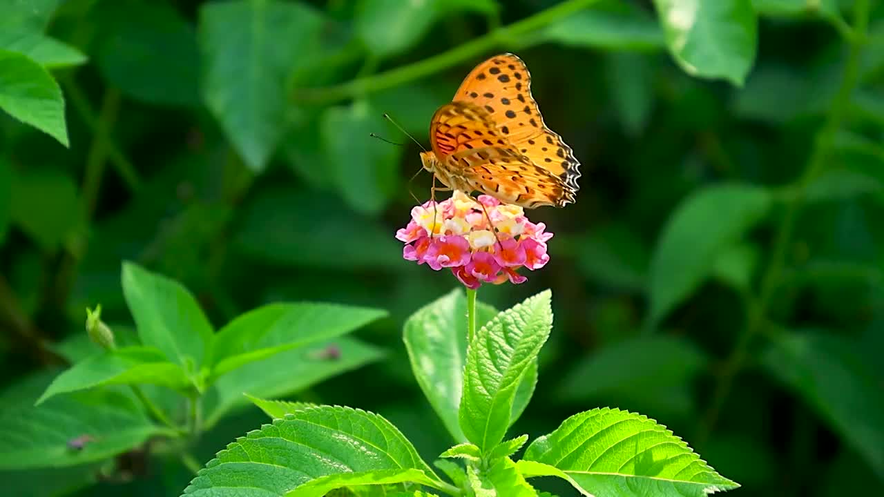 花朵上的蝴蝶正在吸食养分能量视频素材