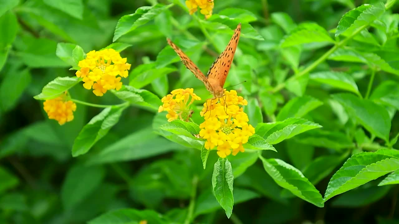 美丽花朵上的蝴蝶觅食后飞起视频素材